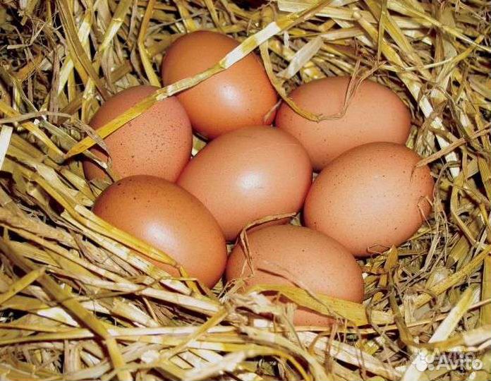 Домашние куриные яйца