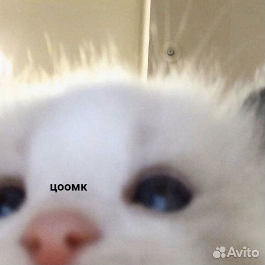 Набор текста