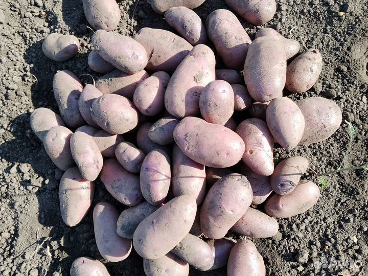 Фиолетовая