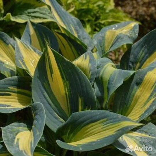 Хосты, Гейхеры, в горшках зкс