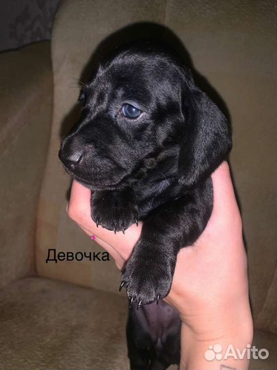 Стандартная такса, щенки