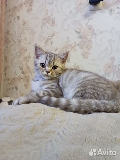 Шотландский красавчик