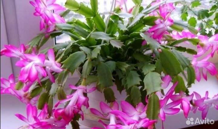 Декабрист красный,розовый,коралловый,жёлтый,белый