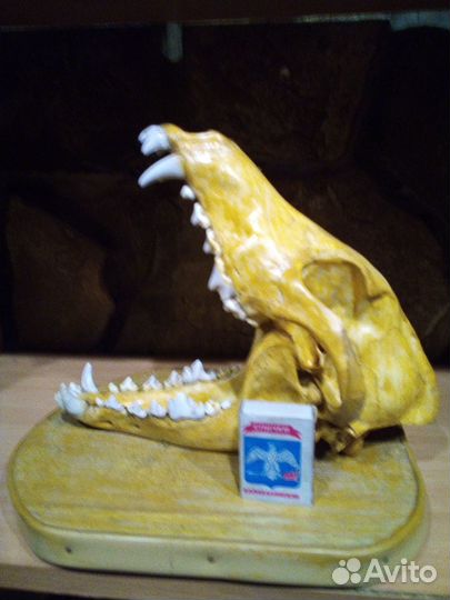 Череп волка