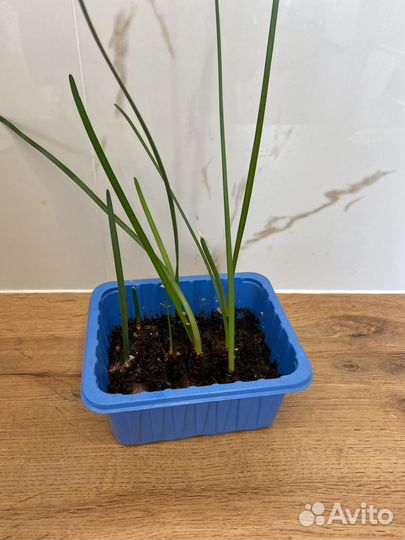 Зефирантес выскочка розовая