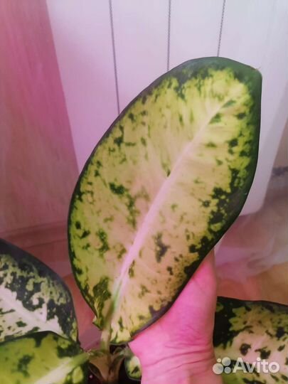 Диффенбахия Банана