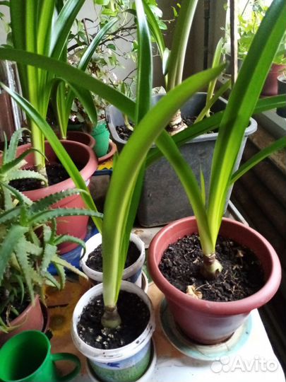 Продаю цветок Амариллис