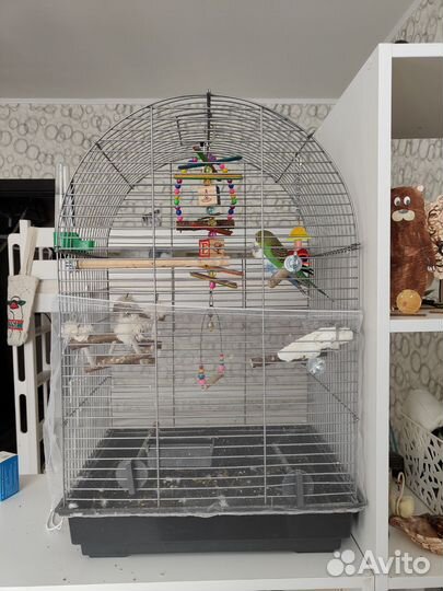 Волнистый попугай с клеткой