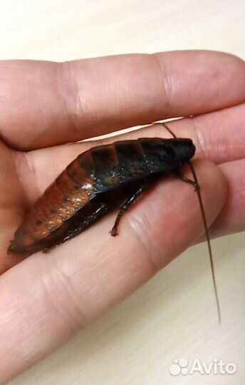 Мадагаскарские тараканы