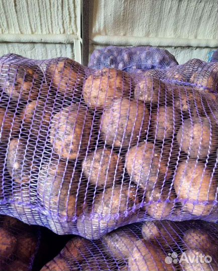 Картофель оптом