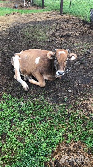 Продам Бычков телочек разной породы
