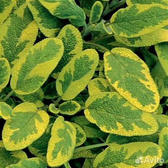 Шалфей вариегатный 2 сорта, душица, чабрец, лаванд