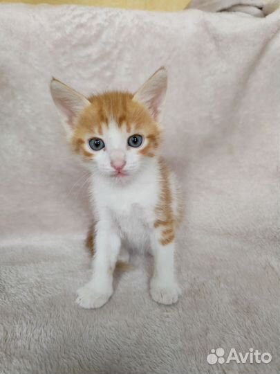 Котята в добрые руки мальчики