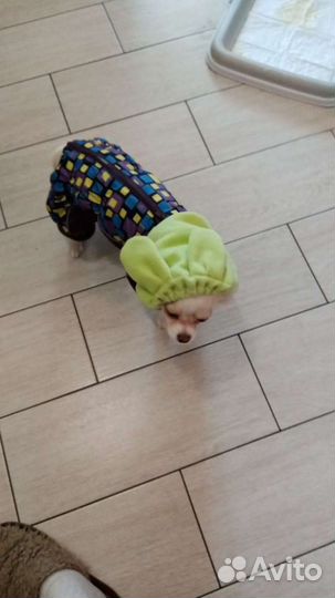 Комбинезон для чихуахуа, Йорка с капором