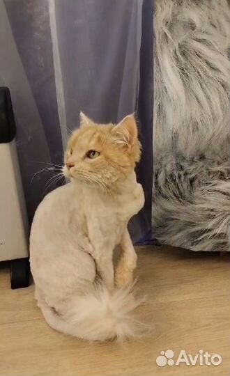Солнечный котик