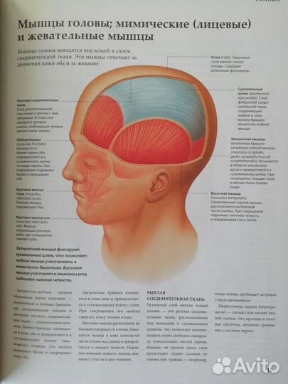 Анатомия человека 