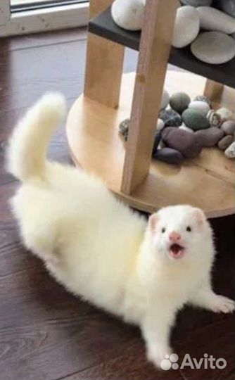 Вязка хорьков экзотических окрасов(3 самца)