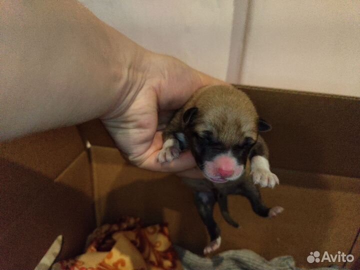 Щенки бесплатно