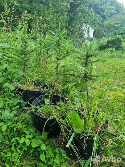 Ель северная