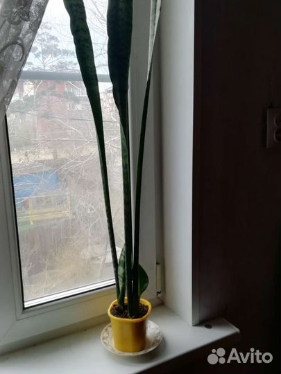 Комнатные цветы