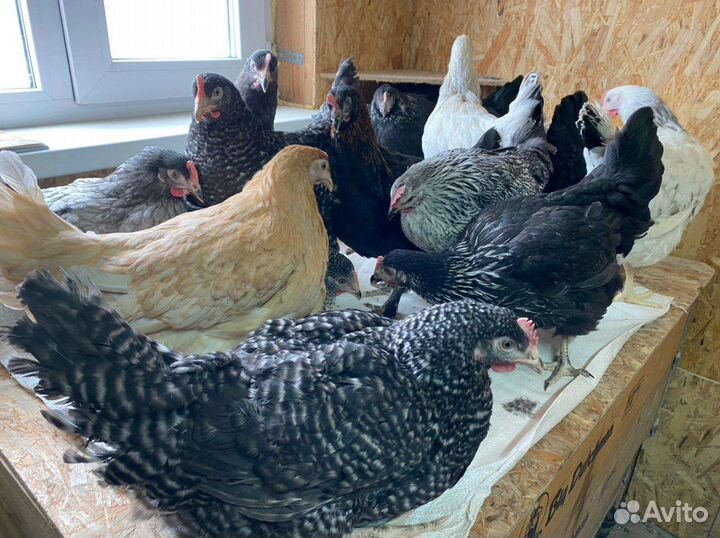 Куры Несушки Молодки