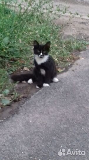 Котик ищет дом