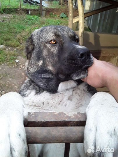 Вязка собак