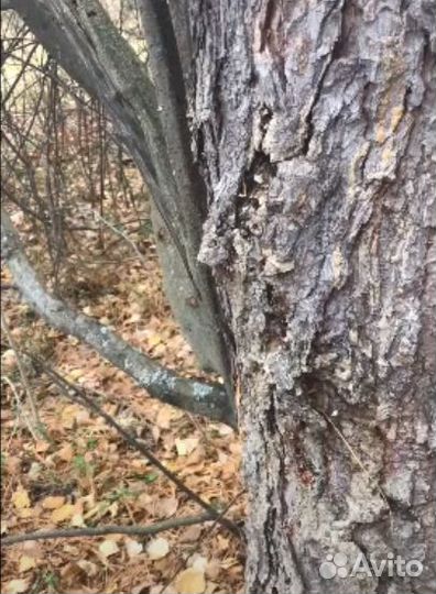 Живица кедровая (смола), за 1 кг