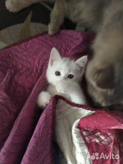 Котёнок в добрые руки