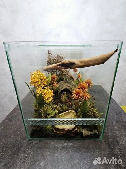 Террариум с крупным скорпионом