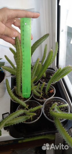 Питахайя саженцы