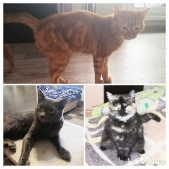 Котики и кошечка