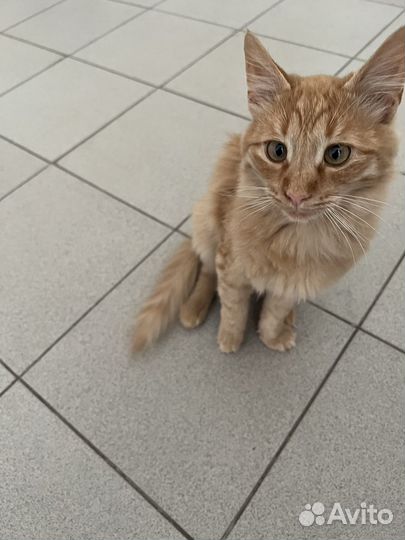 Котик в добрые руки