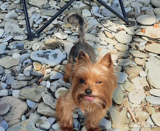 Йоркширский терьер на вязку