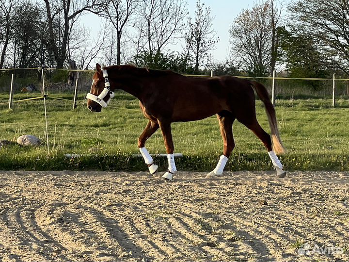 3 года Жеребец Гановерский