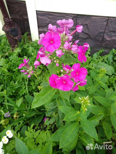 Хризантемы, флоксы