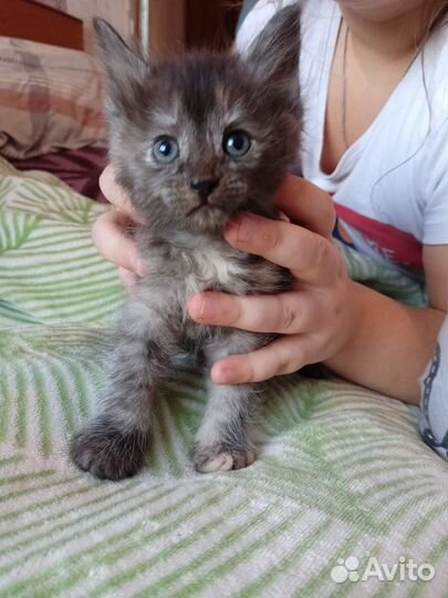 Котята в добрые руки бесплатно