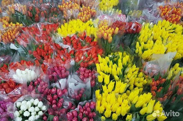 Тюльпаны к 8 марта оптом