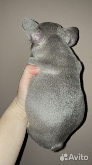 Щенки лиловой и изабелла генетики