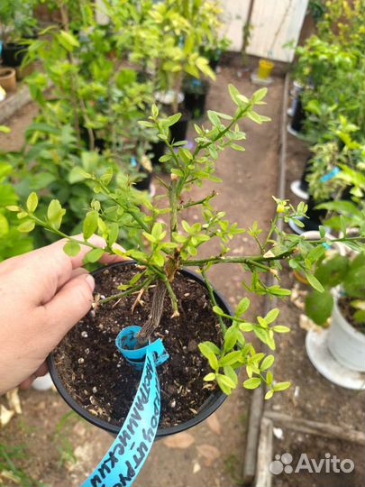 Микроцитрус