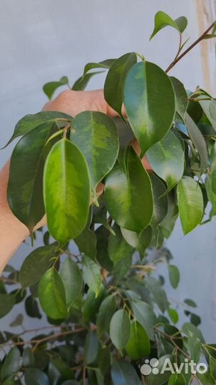 Фикус денилайт