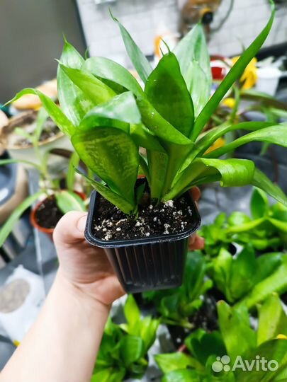 Сансевиерия