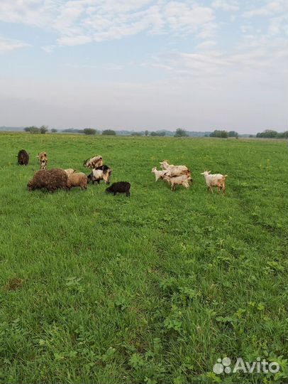 Продам баранов цена от за кг живого веса