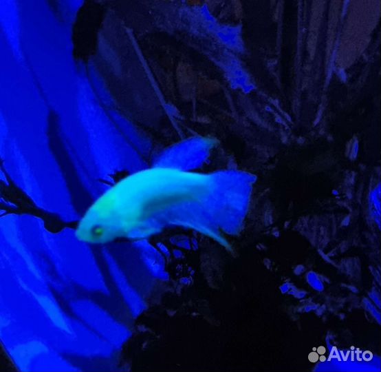 Петушок глофиш салатовый