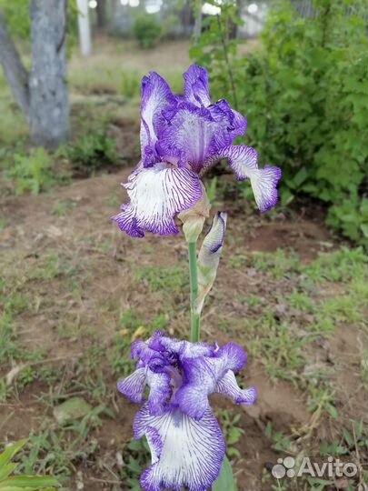 Ирисы карликовые и обычные
