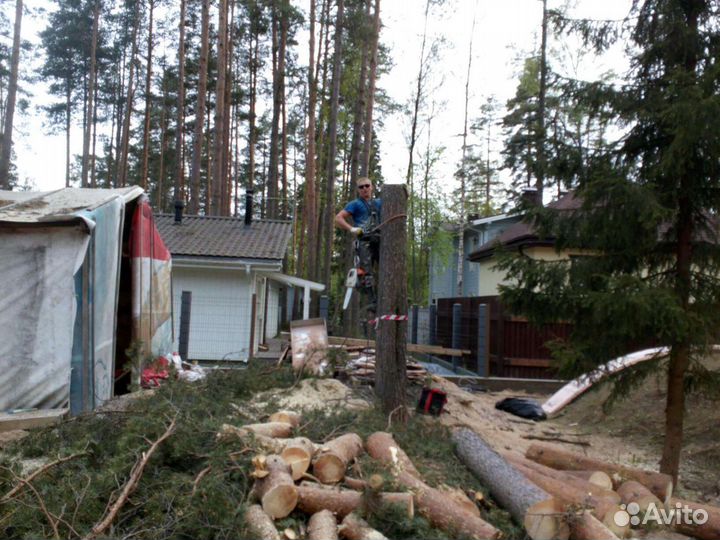 Спил деревьев любой сложности