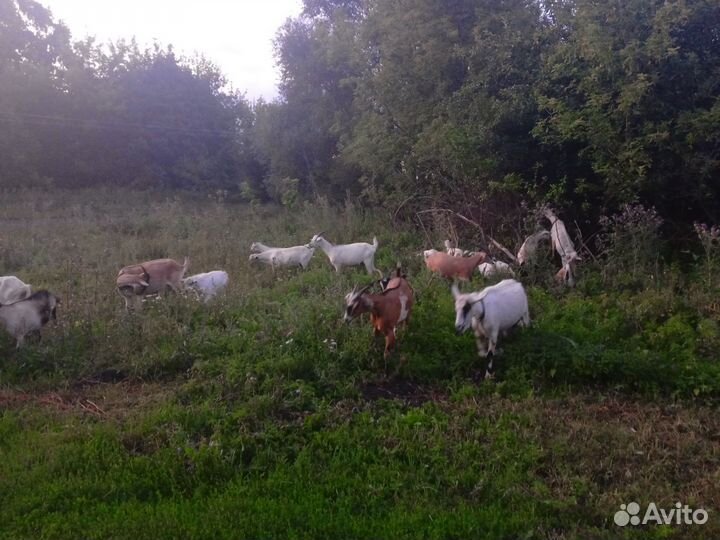 Нубийские козы