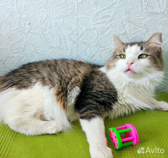 Кот в добрые руки