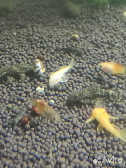 Аквариумные рыбки