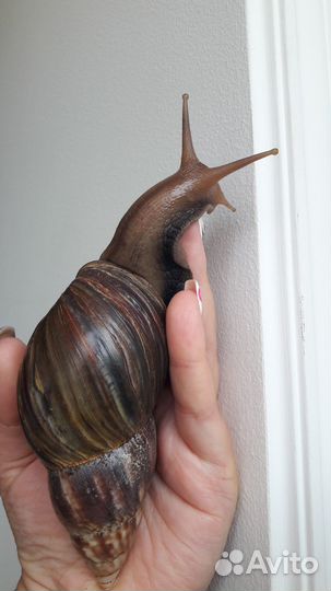 Улитки Ахатины